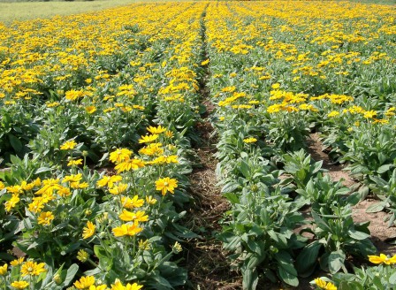 Rudbeckia Irish Spring production