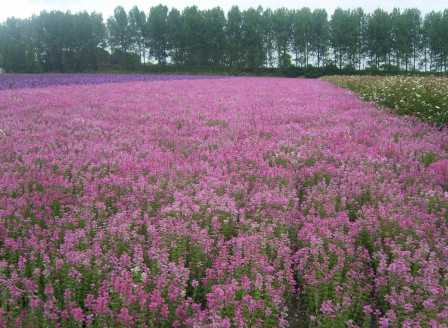 Salvia horminum rose