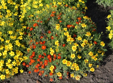 Tagetes tenuifolia Mischung IMG_1891