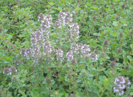 Thymus serpyllum DSC02532