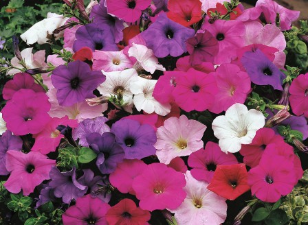 Petunia F2 Mischung EM_FL_00115