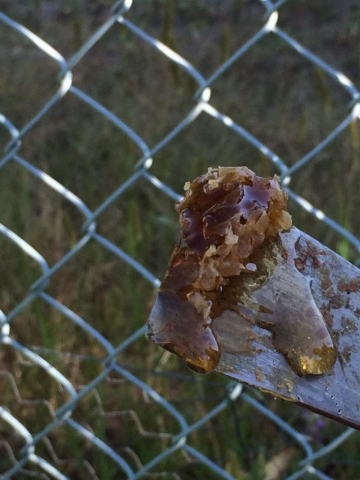 Honigwabe Wabe Flecke Saaten Handel Honig Bienen Bienenvolk Bienenstock