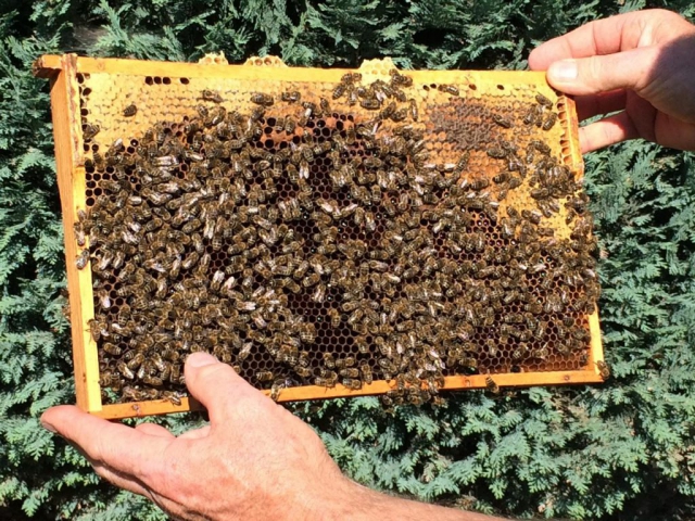 Honigwabe Wabe Flecke Saaten Handel Honig Bienen Bienenvolk Bienenstock