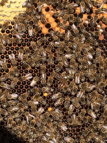 Honigwabe Wabe Flecke Saaten Handel Honig Bienen Bienenvolk Bienenstock