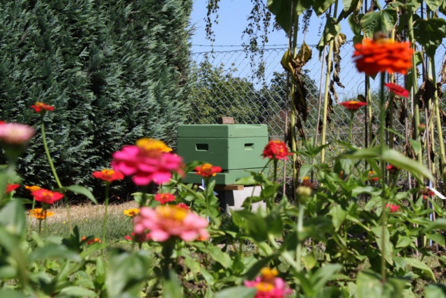 Bienenstock Bienen Bienensterben Bienenvolk Honig Flecke Saaten Handel GmbH FSH