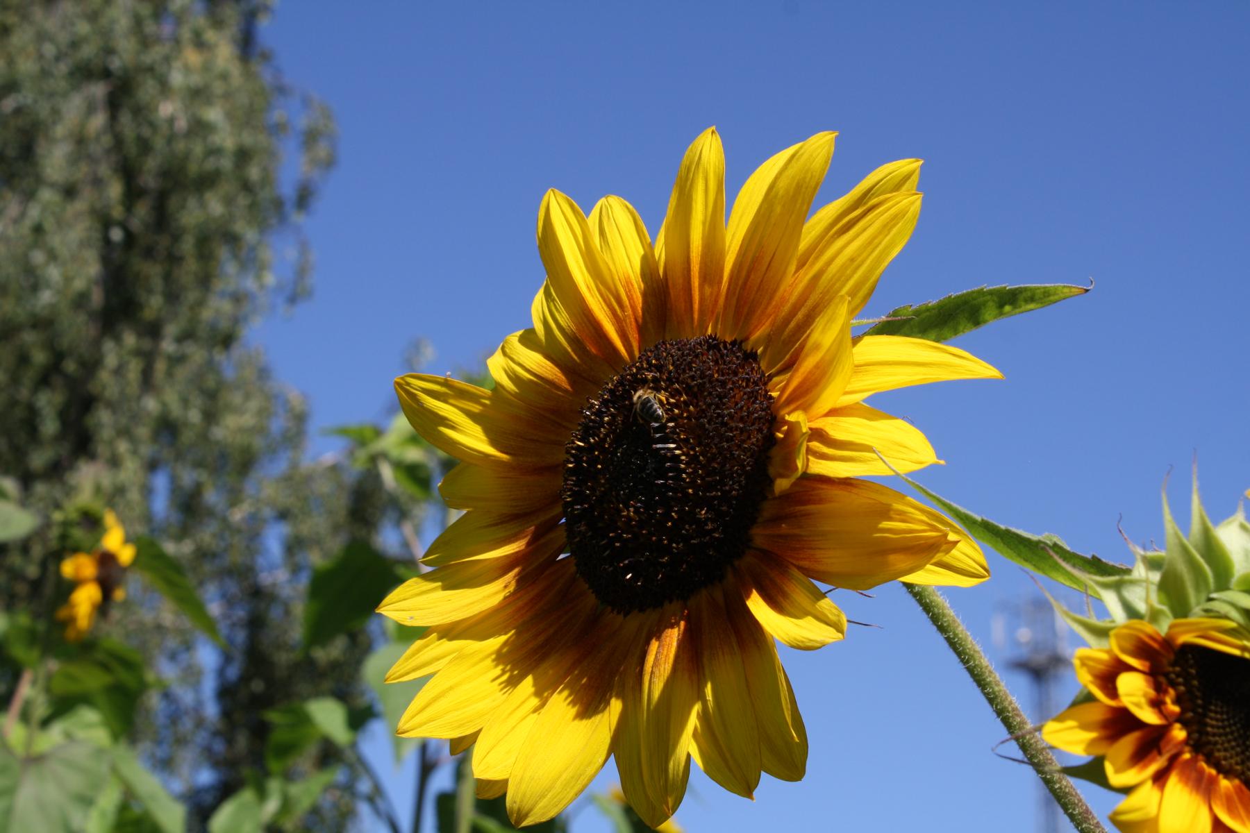 Honigwabe Wabe Flecke Saaten Handel Honig Bienen Bienenvolk Bienenstock Sunflower Sonnenblume