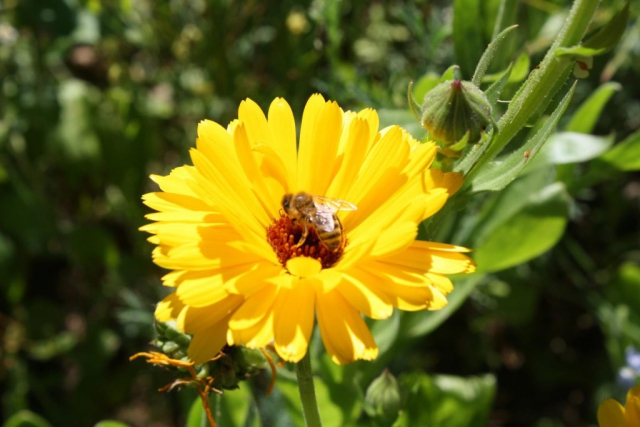 Honigwabe Wabe Flecke Saaten Handel Honig Bienen Bienenvolk Bienenstock Blumenwiesen Insekten