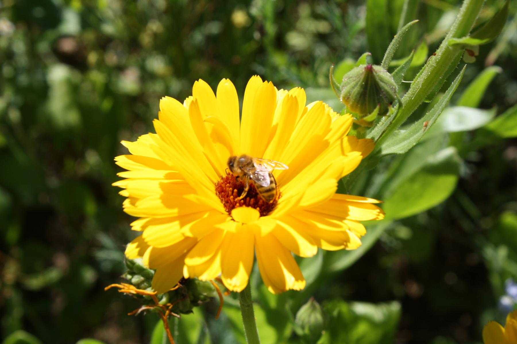 Honigwabe Wabe Flecke Saaten Handel Honig Bienen Bienenvolk Bienenstock Blumenwiesen Insekten