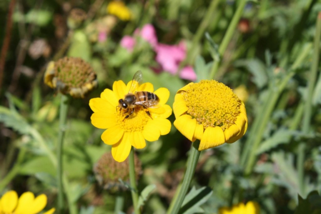 Honigwabe Wabe Flecke Saaten Handel Honig Bienen Bienenvolk Bienenstock Blumenwiesenmischung Mischung Wildblumen